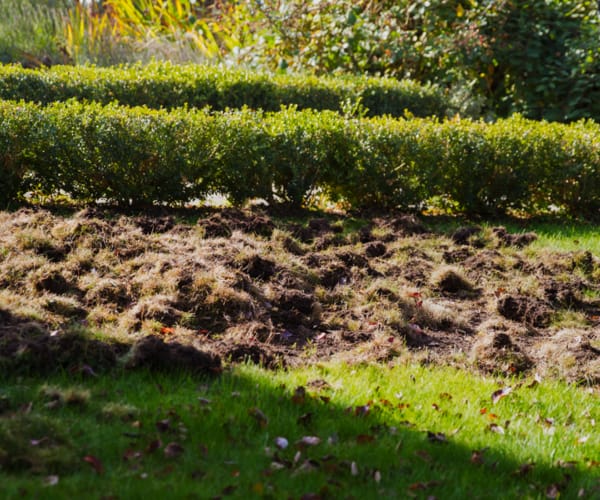 Skunk Lawn damage