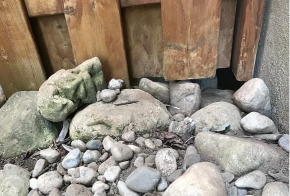 Skunk Entry Point Under Deck