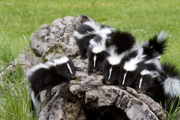 How to Get Rid of a Skunk with Babies Skunk Control