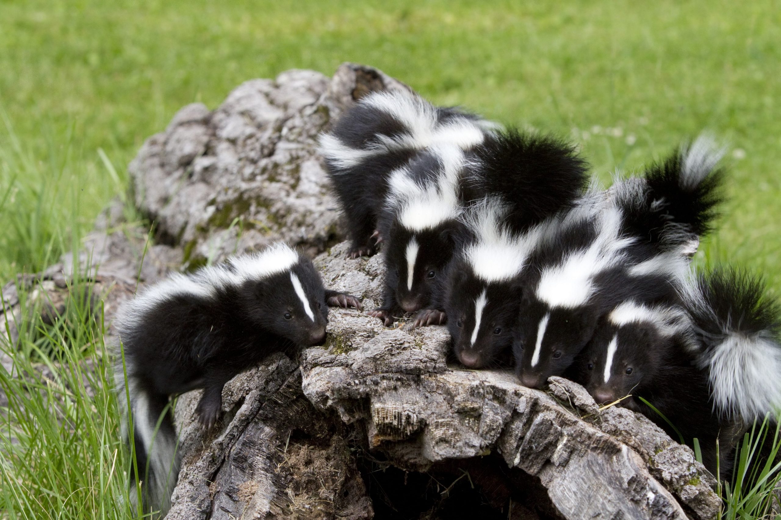 How To Get Rid Of A Trapped Skunk