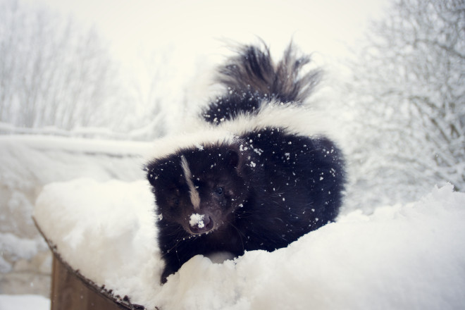 What Month do Skunks Have Babies