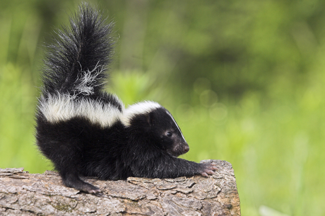 When do Skunks Have Babies in Ontario? - Skunk Control