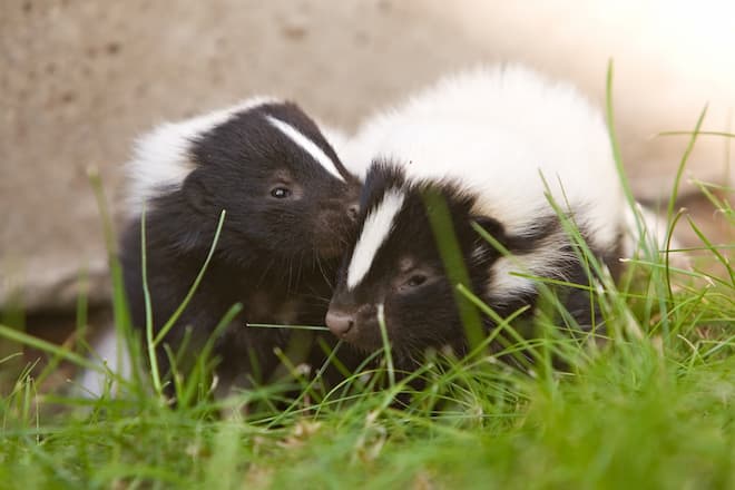 How Many Babies Does a Skunk Have at One Time