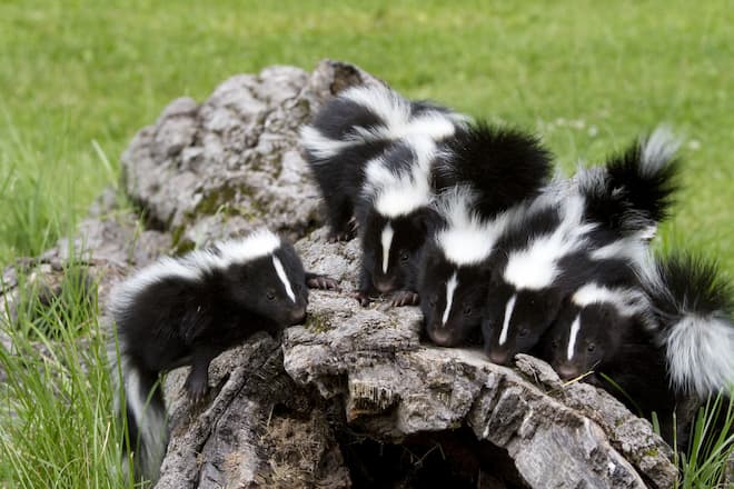 How to Get Rid of Skunk with Babies