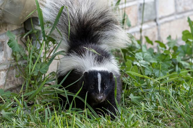 The Best Way to Get Rid of Skunks from Under Your Deck