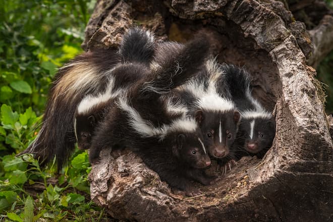 How Many Babies do Skunks Have