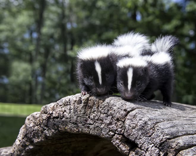 How Many Babies do Skunks Have in a Litter