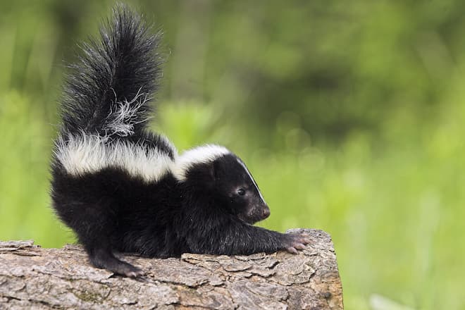 When do Skunks Have Babies in Ontario