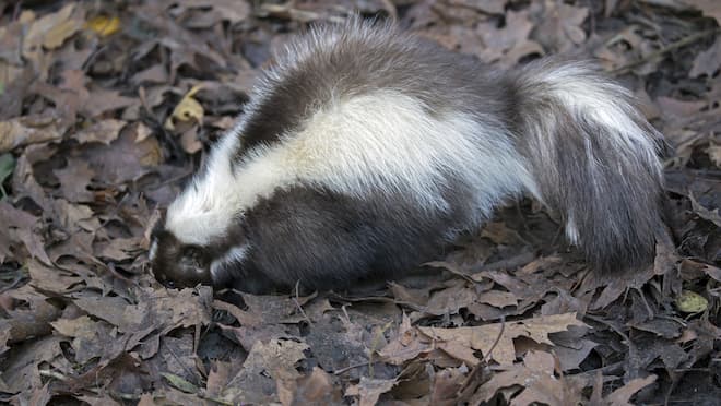 How to stop skunks from digging in your lawn