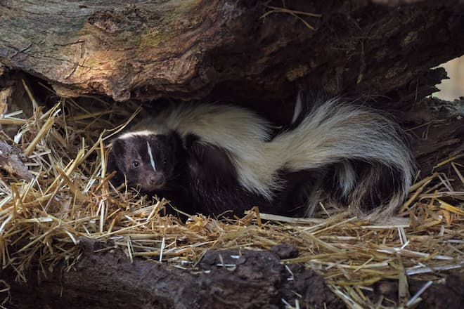 Lawn Grubs and Skunks