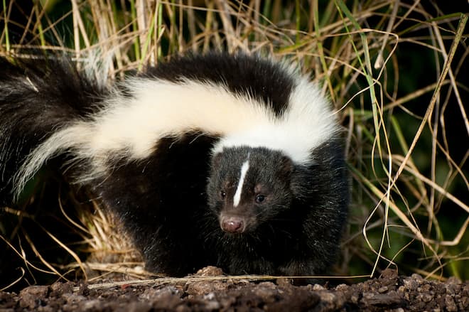 roundworms in skunks