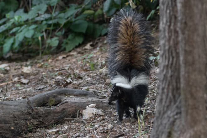 Skunks Digging Up Lawn