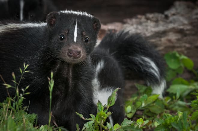 What to do about skunks digging up lawn