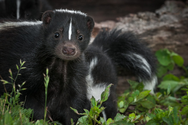 Can a Dog Get Rabies From Skunk Spray