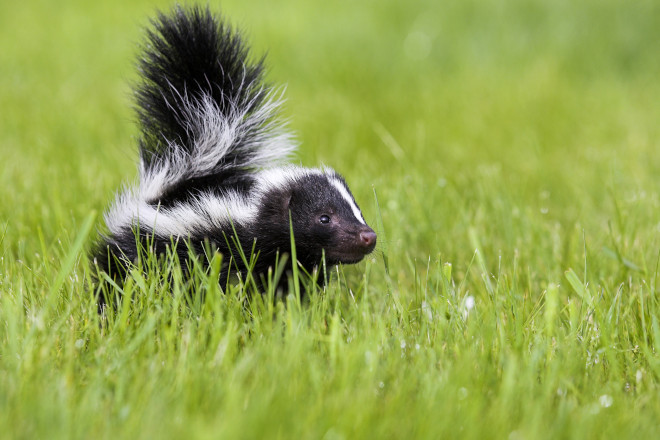 Skunk Under Porch