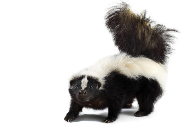 Skunk Behaviour