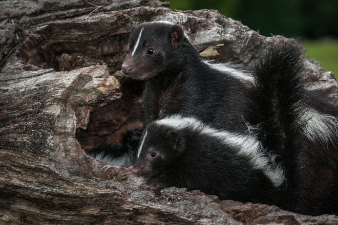 Do Baby Skunks Smell