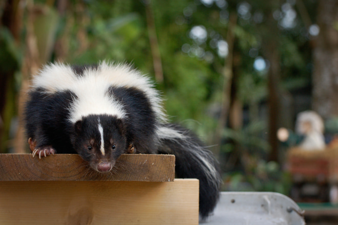 Do Skunks Live Under Sheds