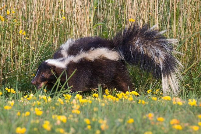 How Do You Get Rid of Skunk Under Porch