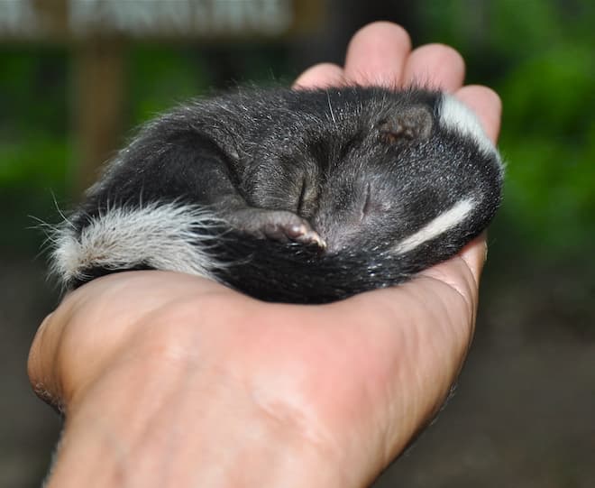 Are Baby Skunks Born With Rabies