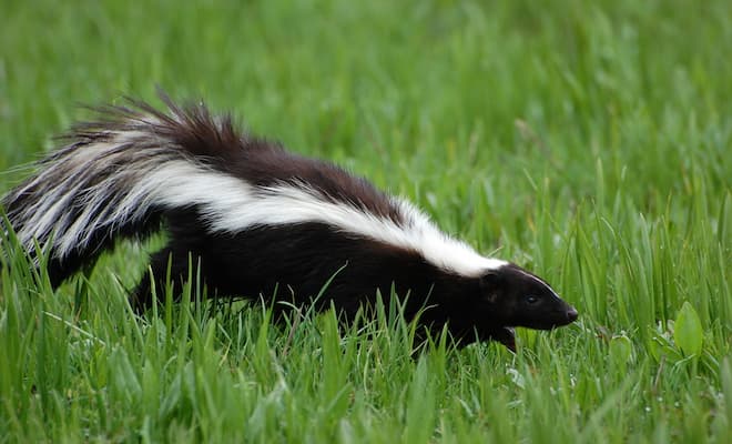 does tomato juice get rid of the skunk smell