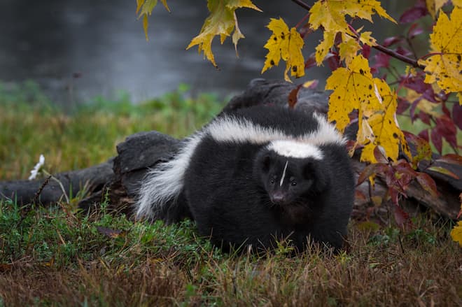 What to do about skunks digging up lawn
