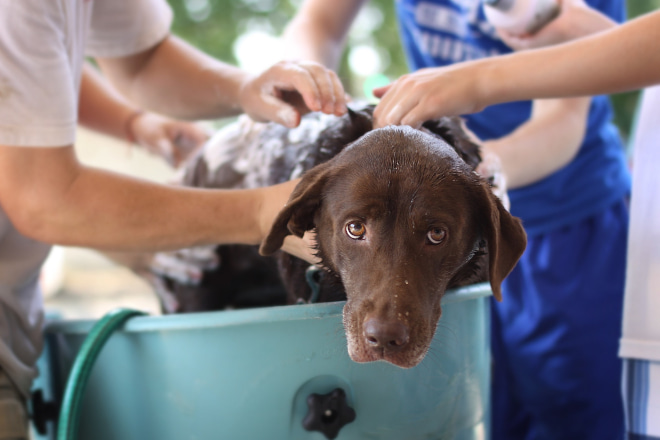 How to Get Skunk Smell Out of Dog