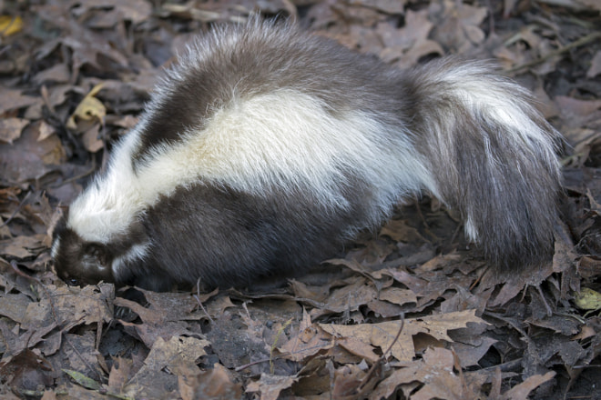 How to Get Skunks Out from Under Shed