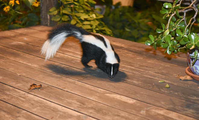 How to get rid of skunk smell on the porch