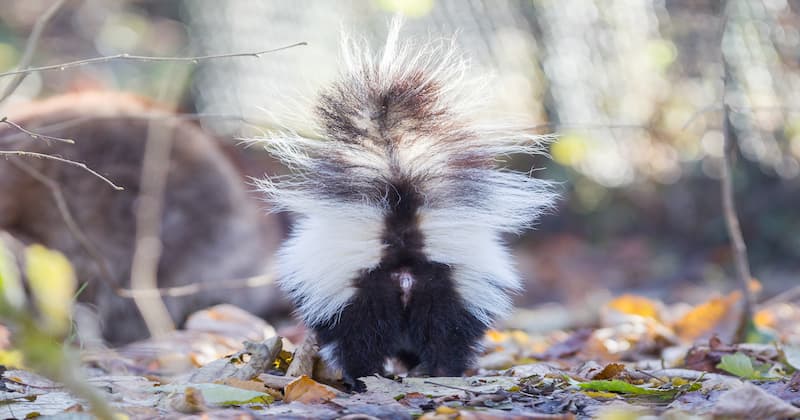 How to get rid of skunk smell on the porch