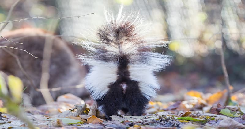 How to get rid of skunk smell on the porch