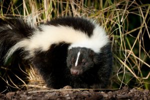 What Does Skunk Smell Like? - Skunk Control