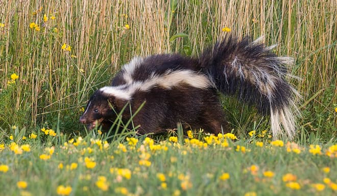 How To Keep Skunks From Digging Up My Lawn