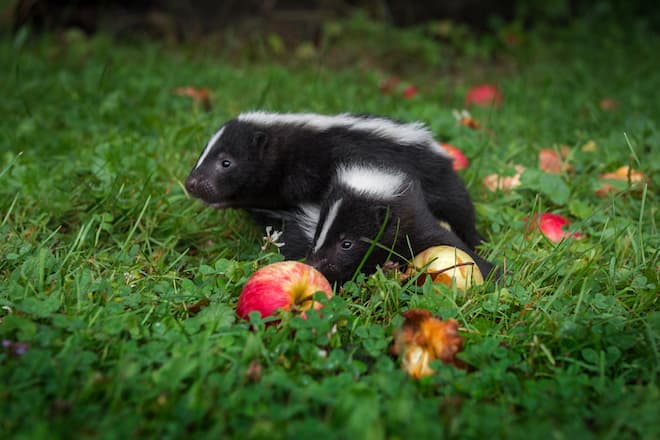 What Type of Food do Skunks Prefer