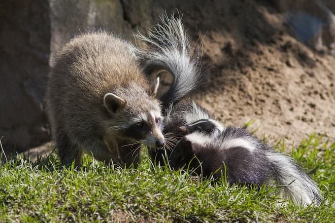 How Do You Prevent Skunks And Other Wildlife