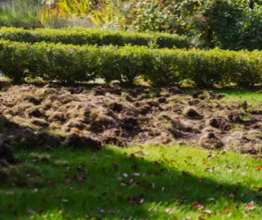 skunk damage lawn