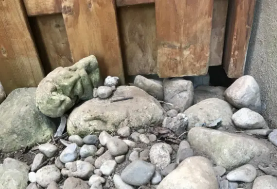 skunk entry point under deck