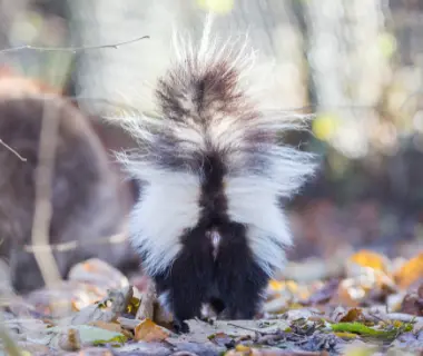 skunk spray burlington