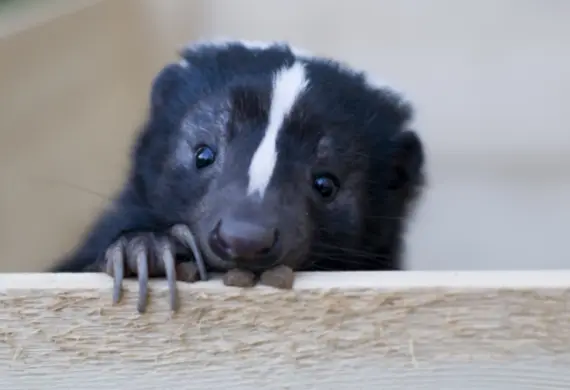 skunks in brampton