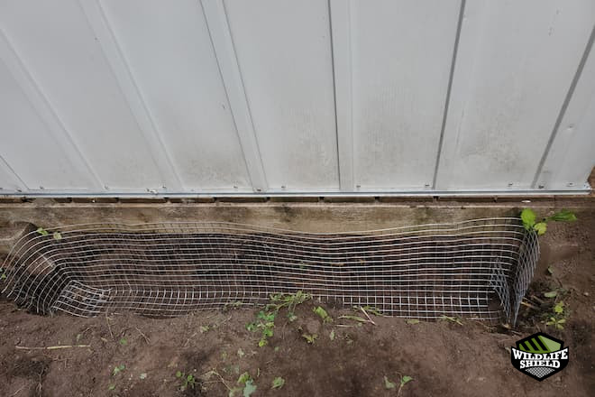 skunk found under shed in old toronto 3