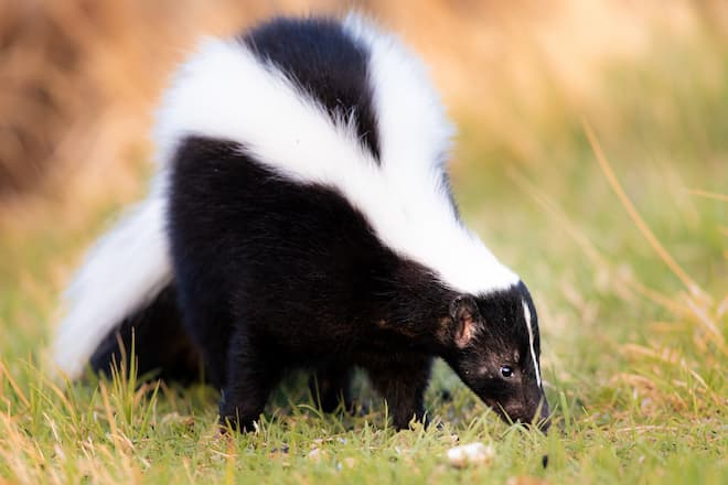 can baby skunks have rabies