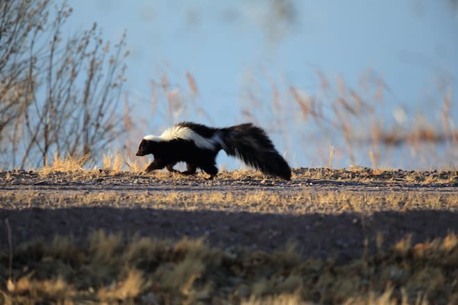 skunks destrying lawns