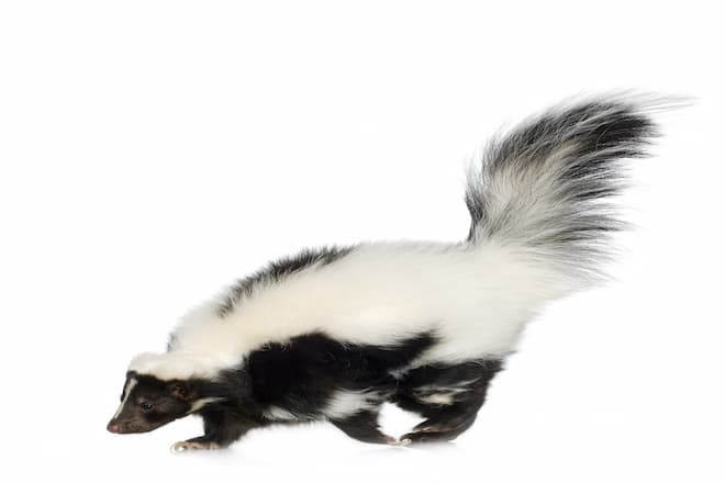 what to do about skunks digging up lawn