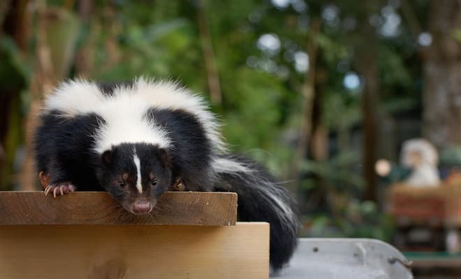 are baby skunks born with rabies
