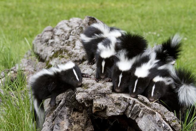 how to get rid of skunk babies