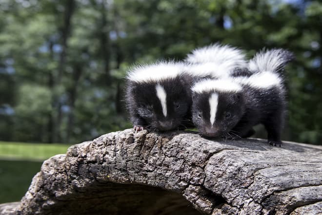 how to stop skunks from digging in your lawn (2)