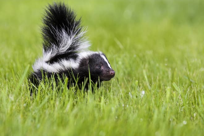 how to stop skunks from digging in your lawn