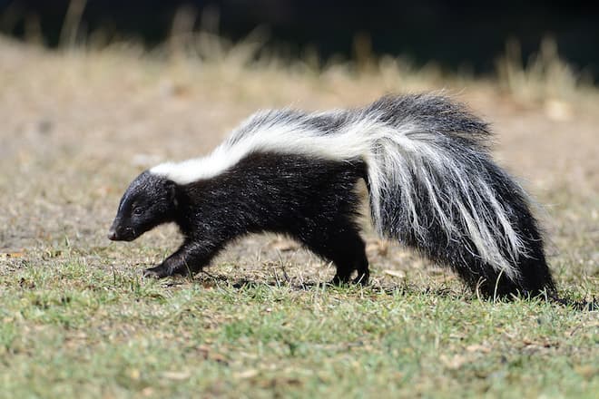 skunk digging up lawn