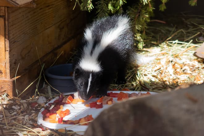 skunks digging up lawn